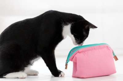 动物 家畜 猫 家猫 肖像 动物肖像 野生动物 好奇的 猫肖像