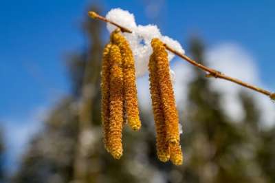 榛树丛 榛子 雪 季节 树 花小猫 自然 春天 春天的开始