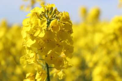 油菜 农业 黄色 开花 春天