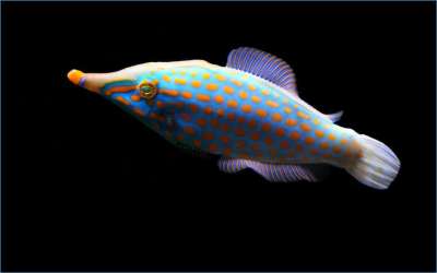 鱼 海洋 水下 水 海 水族馆 海洋动物 在水下 动物