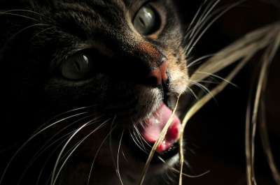 猫 打猎 游戏 干草 跌倒 光 阴影 枪口 头 照明 胡子
