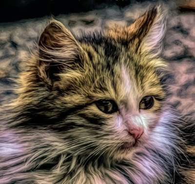 艺术 摄影艺术 绘画 猫 猫科动物 宠物 可爱的 肖像 小猫