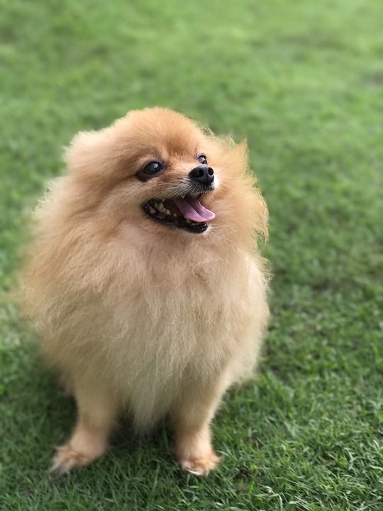 狗 可爱的 蓬松的