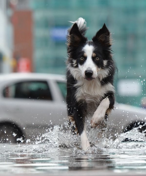 边境牧羊犬 喷泉 城市 水 城市喷泉 历史中心 走狗
