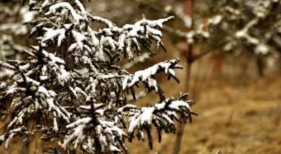 雪 冬天 云杉 树 白色的 天气 自然 多云的