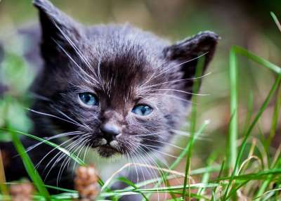 猫 小猫 宠物 国内动物 猫科动物 草 猫画像 动物肖像