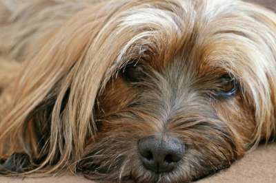 动物 狗 西藏小猎犬 西藏 梗犬 肖像 头 棕色的 可爱的