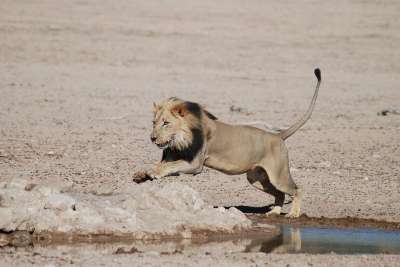狮子 南非 苹果浏览器 国家公园 非洲 野猫 大猫 野生动物