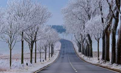 冰皮月饼 冬天 霜 冷 景观 寒冬 树木 雪景 冻结 离开