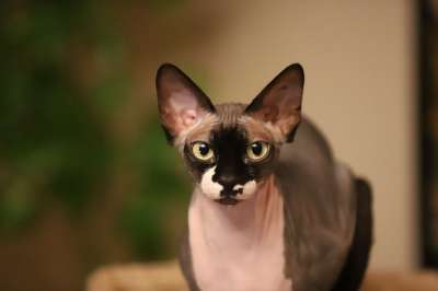 猫 猫科动物 无毛 荡妇 宠物