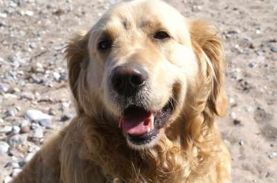 金毛猎犬 狗 拉布拉多 动物 肖像 关闭 动物肖像 脸 粗鲁的
