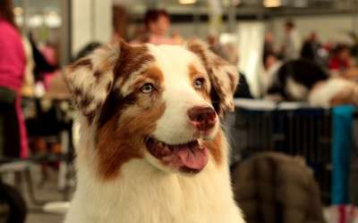 澳大利亚牧羊犬 狗 宠物 Dogshow 肖像 头 表达 用心地