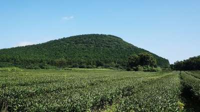 济州 绿茶 农场 大自然 绿色 景观 树