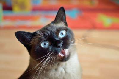 猫 可爱的 蓝眼睛 家畜 Katzenkopf 女性