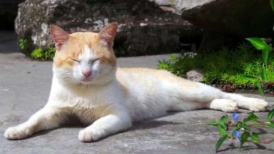 动物 猫 哺乳动物 猫科动物 胡须
