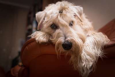 狗 梗犬 宠物 可爱的 动物 小狗 肖像 年轻 品种 犬类