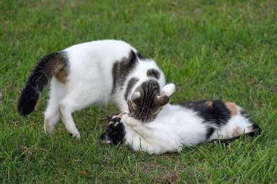 猫 两只猫 播放 草