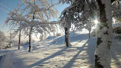雪 冬天来临 景观 下雪的 寒冷的 白色的 草地 树木