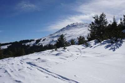 维托莎 索非亚 保加利亚 顶峰 雪 冬天 山 霜 森林 白色的