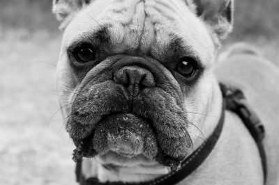 狗 斗牛犬 动物 英国斗牛犬 法国斗牛犬 姿势 宠物