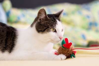 动物 家畜 猫 家猫 肖像 动物肖像 猫肖像 动物接待 野生动物