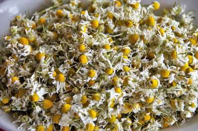 甘菊 对 干燥 干 茶 药用 草本植物 花朵 工厂