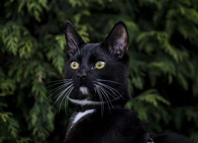 猫 动物 性质 纵向 哺乳动物 宠物 毛皮 坐 外部 小猫