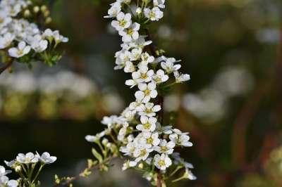 花朵 白色的花 衬套 灌木 自然 花园 公园 盛开 植物群