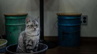 猫 可爱的 动物 灰色的 小猫 宠物 猫科动物 基蒂 国内的