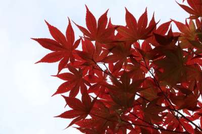 秋天的树叶 枫树 树 公园 大自然 红色 植物 感情 叶子