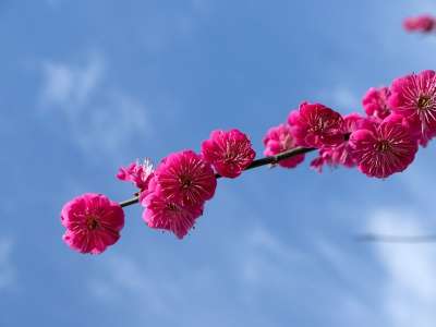 梅花 春天 红色的 日本 自然 鲜花 梅花 梅花 梅花 梅花