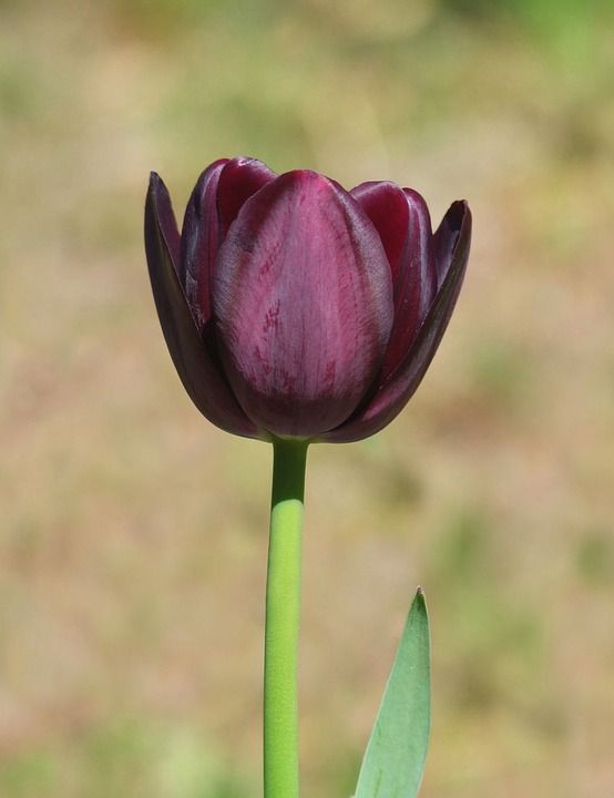 郁金香 花园 花 黑暗的颜色 春天 漂亮