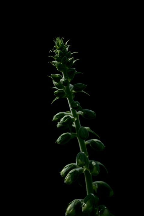 花 开花 盛开 植物 芽 绿色的植物