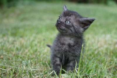 猫 宿醉 年轻 小猫 可爱的 野生动物