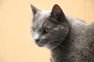 猫 灰猫 老猫 猫科动物 国内的短头发 动物宠物 办公室宠物
