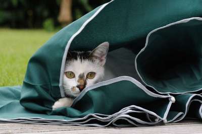 猫 猫科动物 播放 梧桐 动物