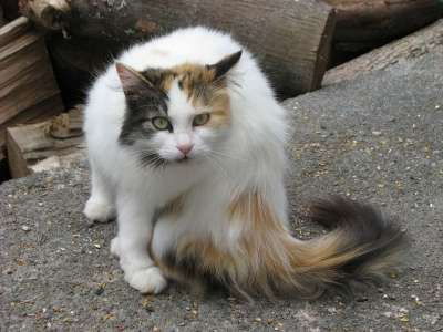 国内的猫 猫 伊丽莎白泰勒 钱更多 安大略 加拿大