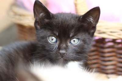 小猫 黑色 猫科动物 头发 家畜 可爱 眼睛 小的 动物 黑猫