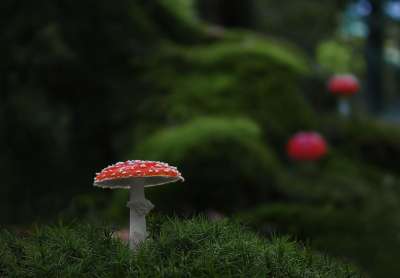 蘑菇 森林 有毒 苔藓飞木耳 毒菌 蘑菇采摘 森林蘑菇 湿的 毒