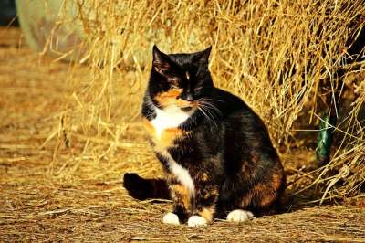 猫 幸运猫 家猫 三色 猫脸 家畜 稻草