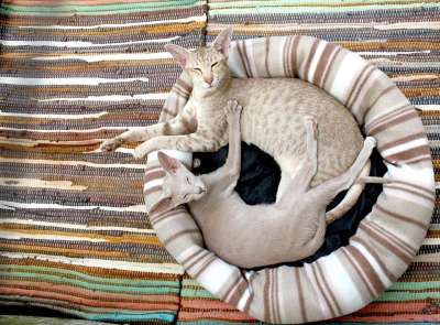猫 小猫 暹罗 自在 天花板 条 枕头 亲近 毛皮 可爱的