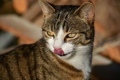 动物 猫 哺乳动物 猫科动物 品种 宠物 国内的 毛皮