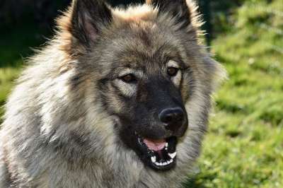 狗 母狗 狗Eurasier Oralaya蓝色的 黑色的口吻 黑面罩