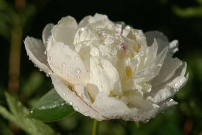 牡丹 花 节日的最大值 滴 雨 瑞典 植物 拖放水的 夏天 白