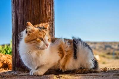 猫 迷路 动物 可爱的 哺乳动物 自然 肖像 户外的