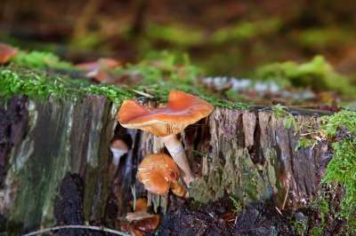 蘑菇 苔藓 森林 湿的 落下 自然 毒菌 森林地面 森林蘑菇
