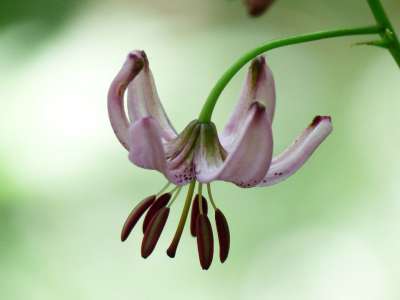 土耳其人的章莉莉 开花 粉色的 花丝 花序 百合 Martagon