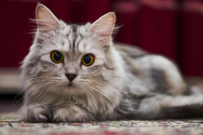 猫 基蒂 宠物 猫科动物 动物 可爱的 国内的 毛皮 肖像