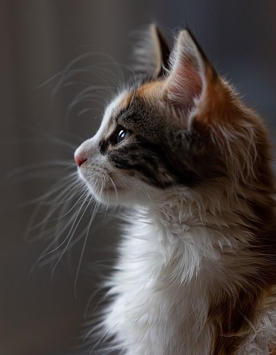 猫 宠物 动物 国内的猫 猫科动物 哺乳动物 基蒂 可爱的 胡须
