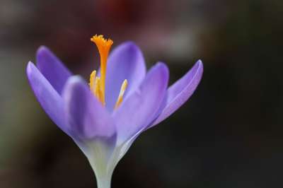 番红花 紫色的 花瓣 雌蕊 橙色的 春天 大器晚成 紫色 花